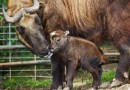 Stovky mláďat v pražské zoo