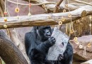 FOTOAKTUALITA: RICHARDŮV VELKÝ DEN