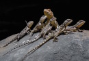 NAVZDORY MRAZŮM VLÁDNE V PRAŽSKÉ ZOO JARO