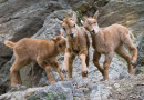 VELIKONOCE V PRAŽSKÉ ZOO