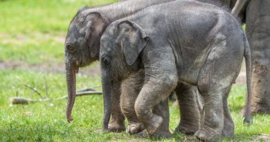 OBĚ LETOŠNÍ SLŮŇATA UŽ NÁVŠTĚVNÍCI ZOO PRAHA UVIDÍ VENKU