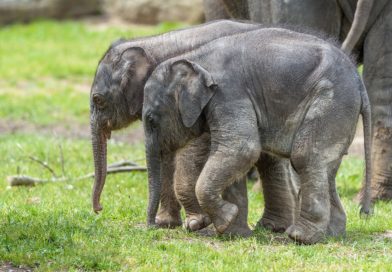 OBĚ LETOŠNÍ SLŮŇATA UŽ NÁVŠTĚVNÍCI ZOO PRAHA UVIDÍ VENKU