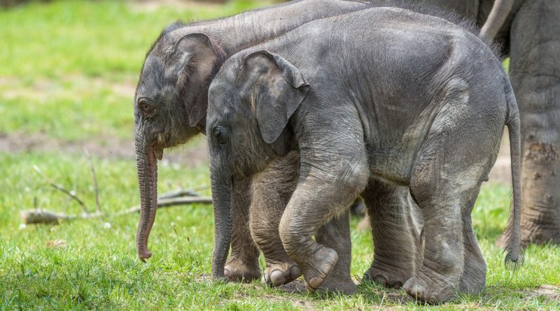 OBĚ LETOŠNÍ SLŮŇATA UŽ NÁVŠTĚVNÍCI ZOO PRAHA UVIDÍ VENKU